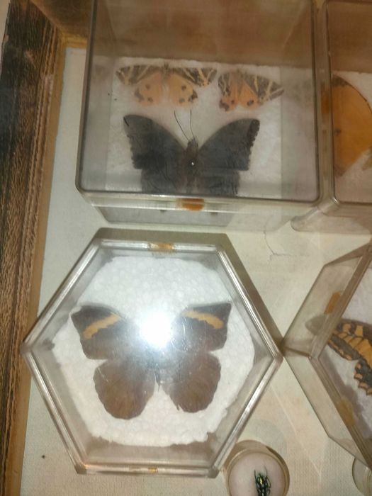 Coleção de borboletas