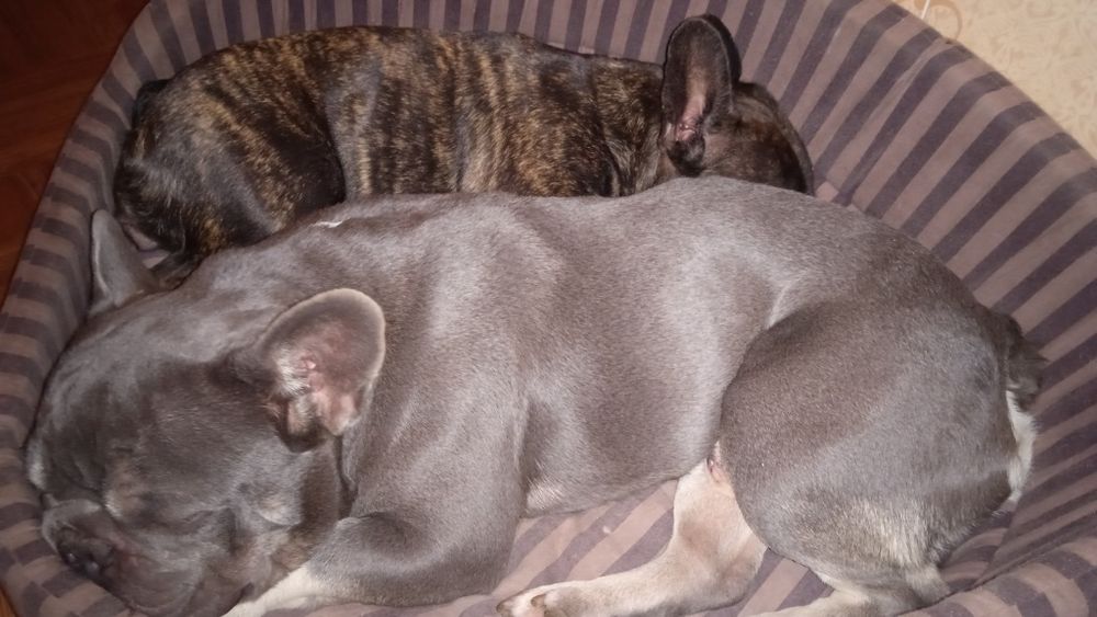 В'язка французький бульдог