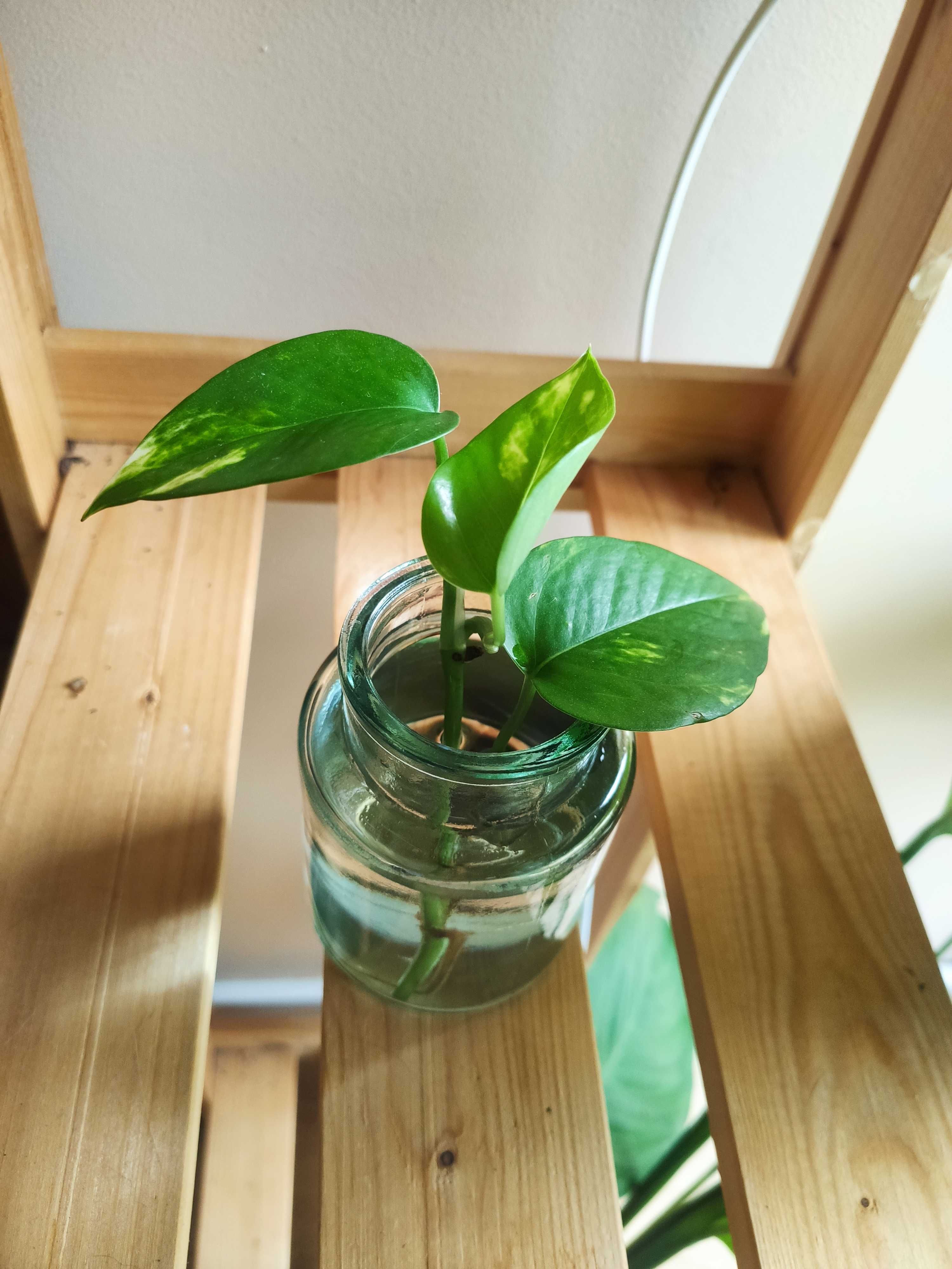 Planta Golden pothos // Jiboia // Devil's Ivy