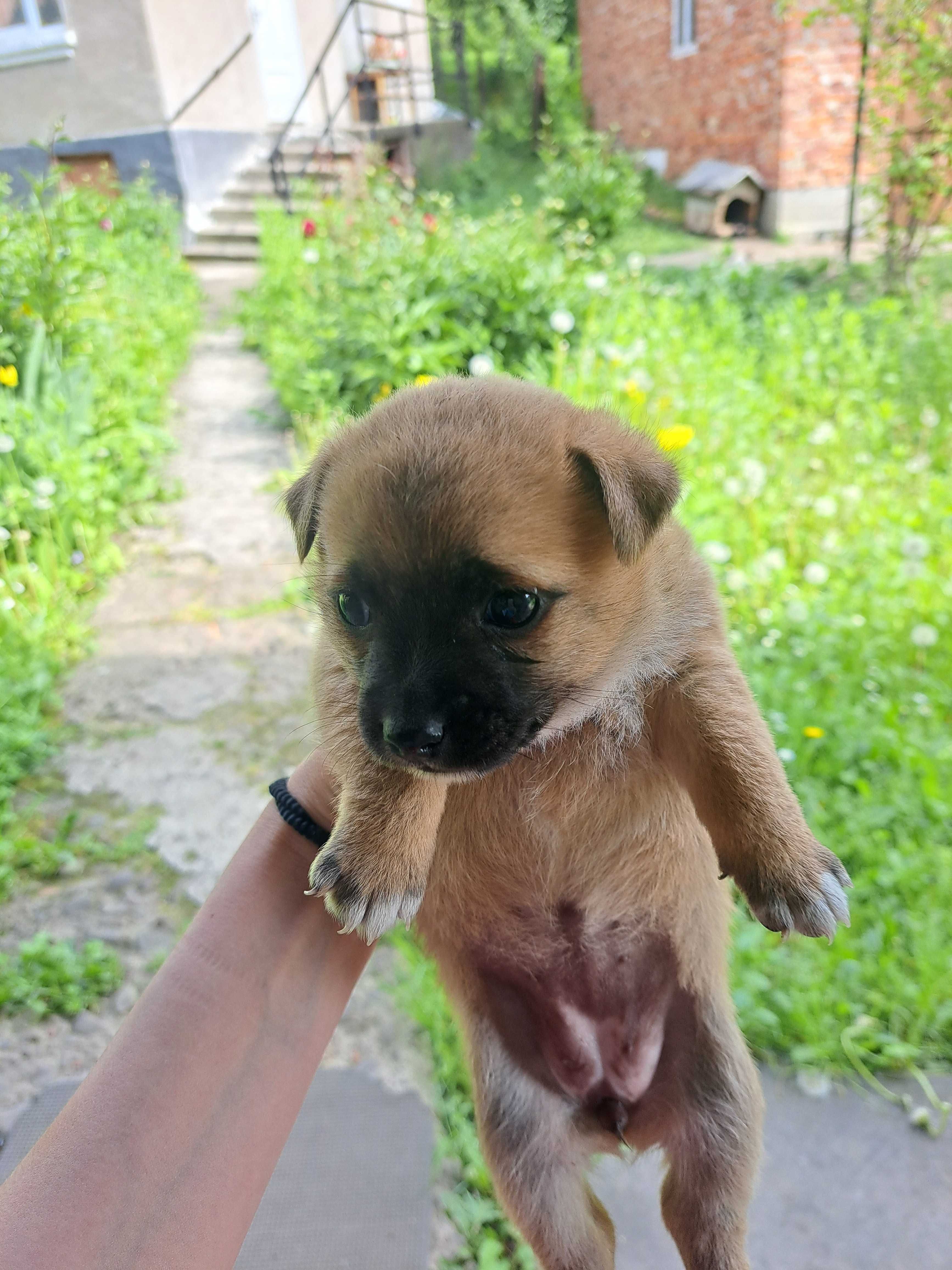 Відам в добрі руки