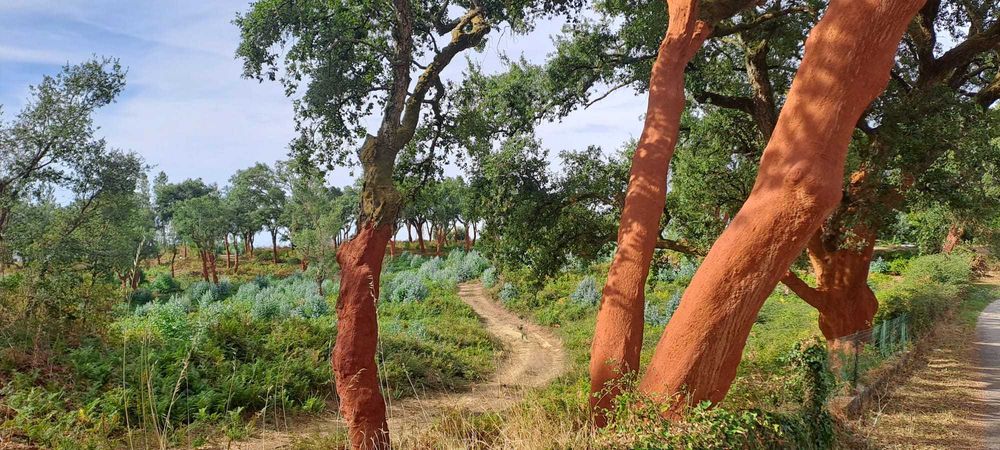 Quinta com 10 hectares, Cernache do Bonjardim, no Centro de Portugal.