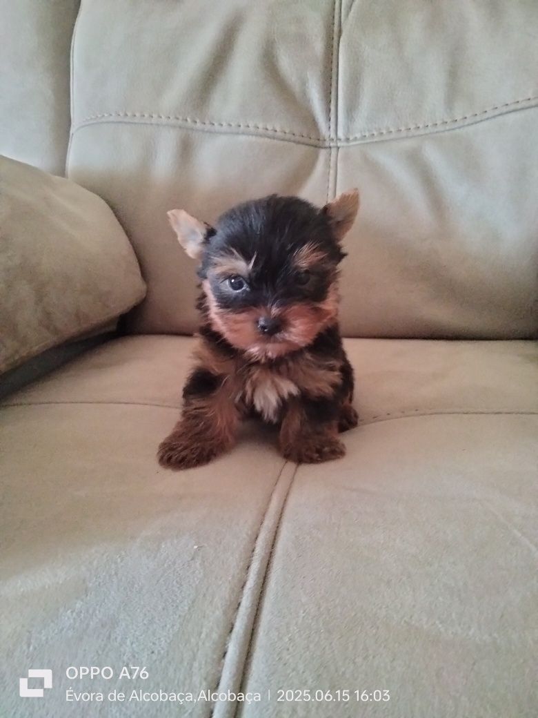 Yorkshire ( miniatura) macho