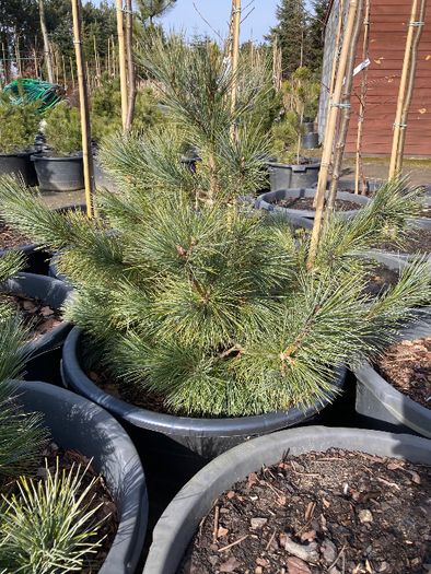 SOSNA Limba 'PINUS CEMBRA' wys ok. 60CM