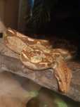 wąż albino T + Nicaragua, samica