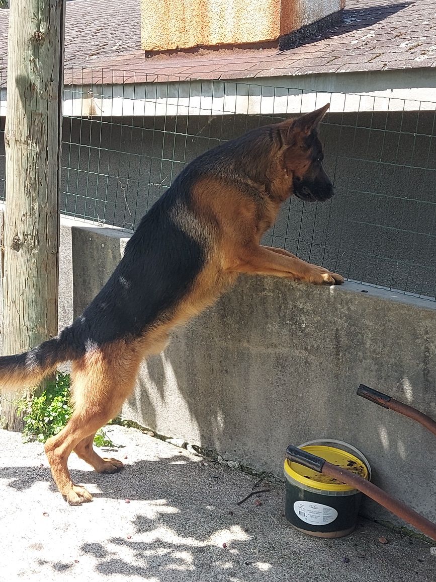 Pastor Alemão cachorro  Macho unicodisponivel Pais com Pedigre.