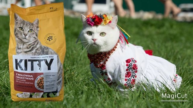 корм KITTY  для котів