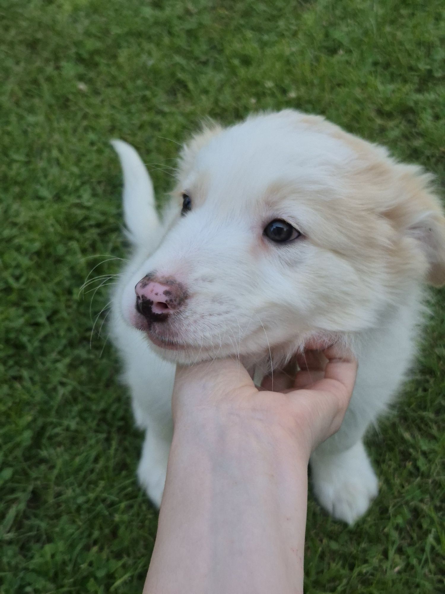 Border collie piesek ee red Tobi gotowy do odbioru