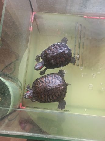 Черепахи водяні.