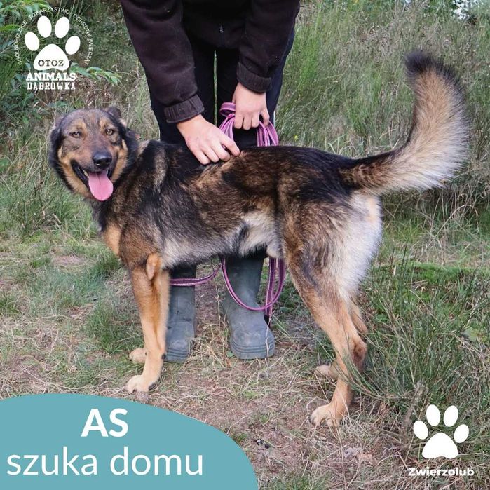 Kochany As szuka nowego domu!