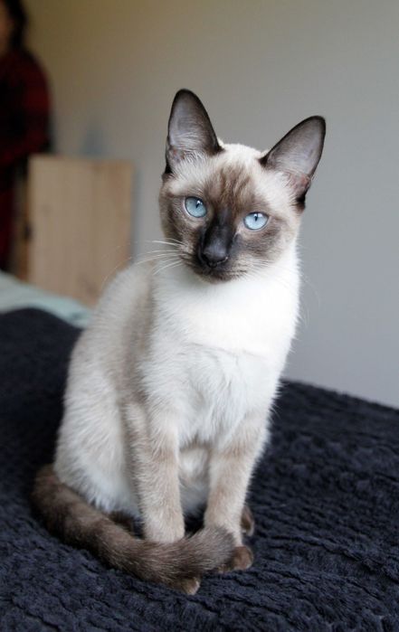 Gatinha siamesa para adoção BRAGA