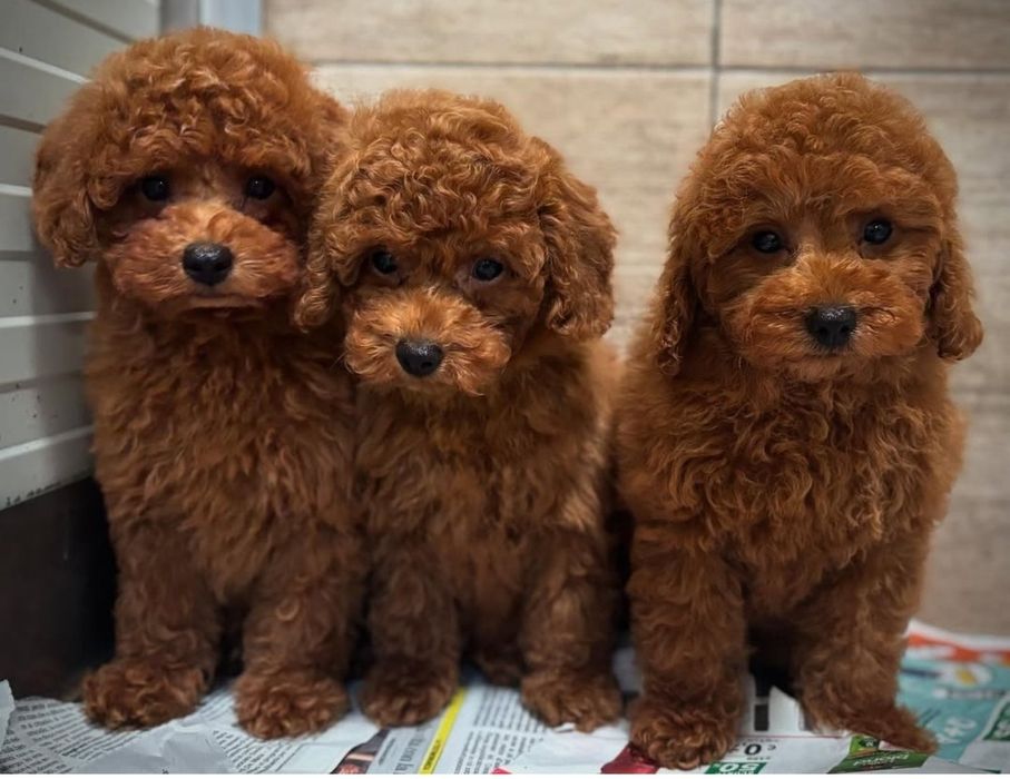 Шикарні карапузи той пудель.хлопчіки