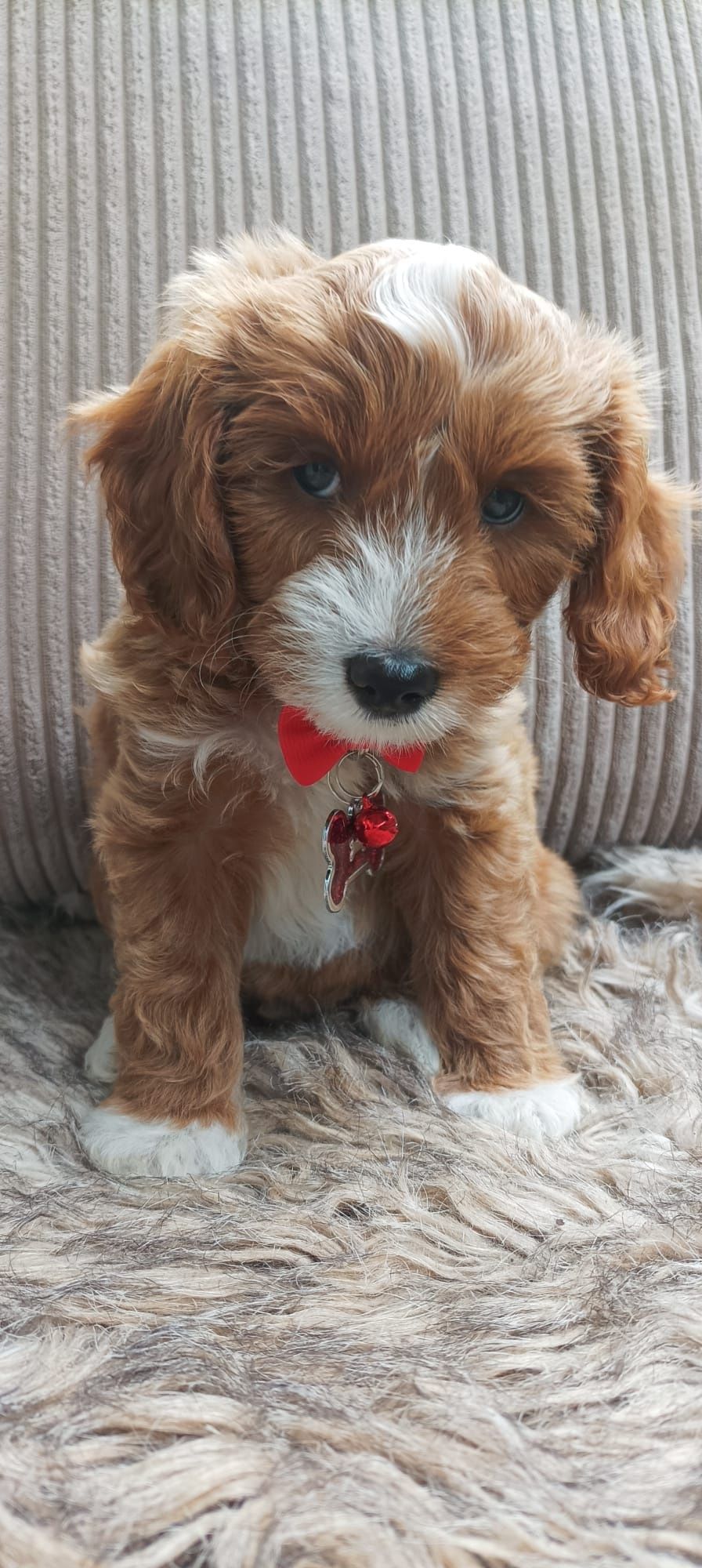 Cavapoo F1B Cavapoo&Pudel Miniaturowy