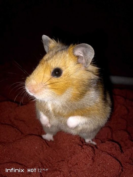 Королевский красивенный хомяк