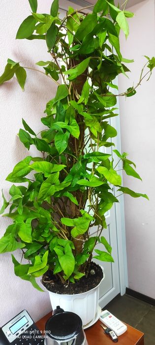 Красивый сингониум на кокосовой палке