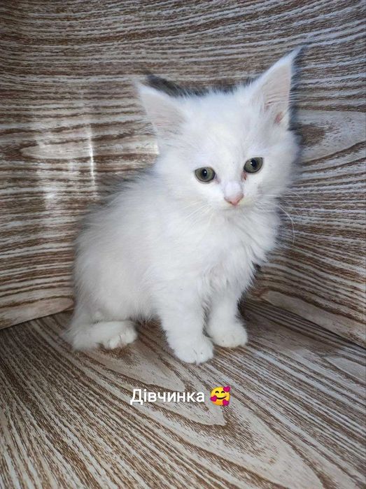 Віддам кошенят в добрі руки