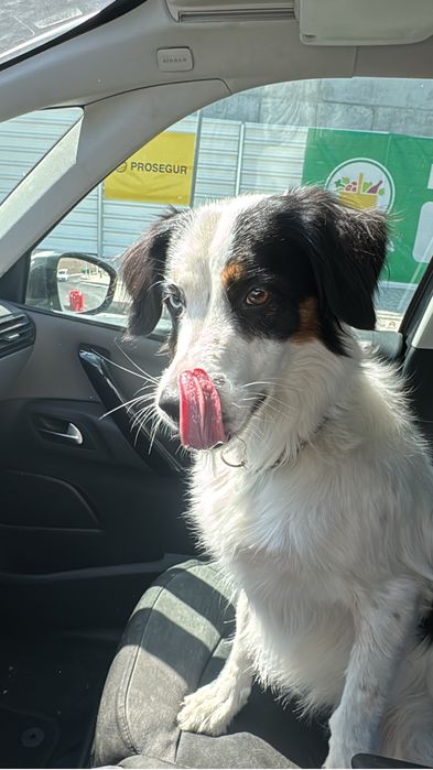 Ziggy - a quem tiver tempo e afeto