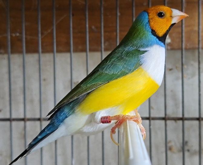 Diamantes de gold macho