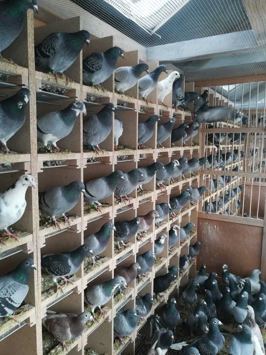 Likwidacja Hodowli Gołębi Pocztowych 500sztuk Lotowanych