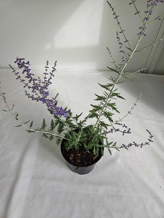 Perowskia Blue Spire 80cm C2 półkrzew o srebrzystych liściach