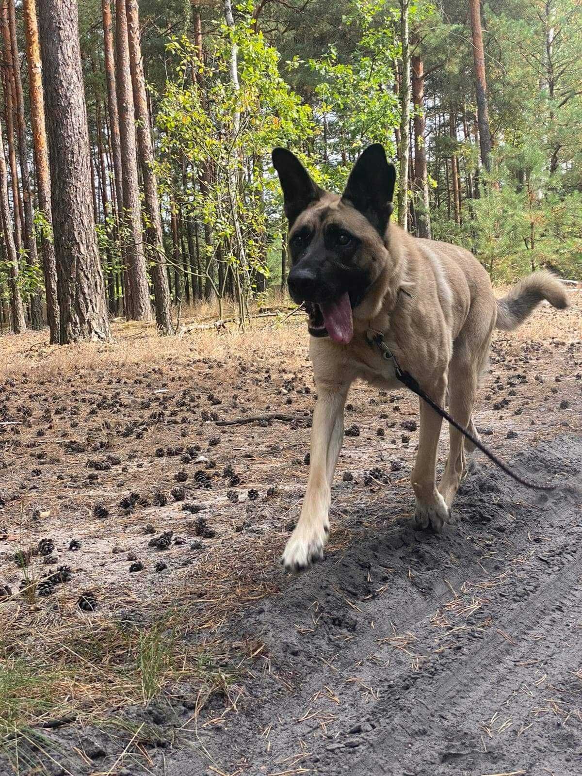 Błagamy o dom dla niewidomego Bena! Uratujmy go