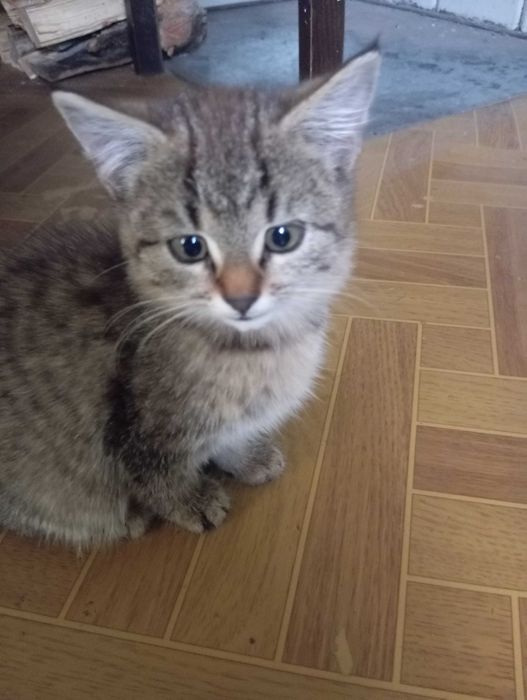 Oddam kotka w dobre ręce.