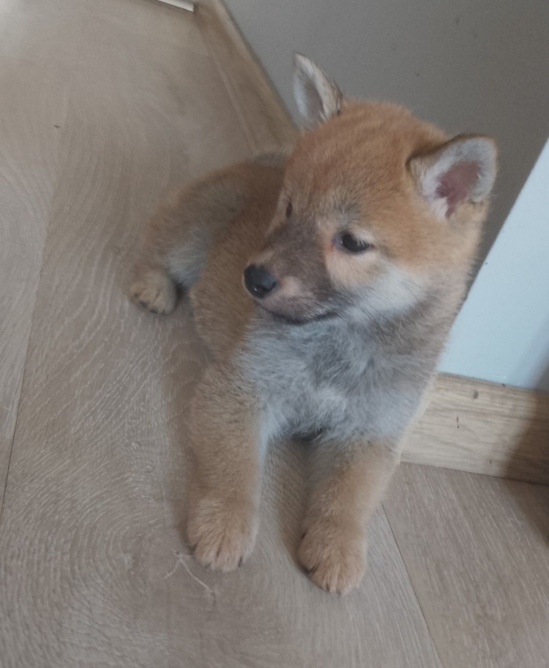 Shiba Inu suczka gotowa do odbioru