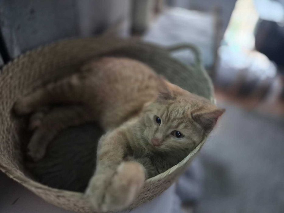 Kotki i kocurki do wyboru