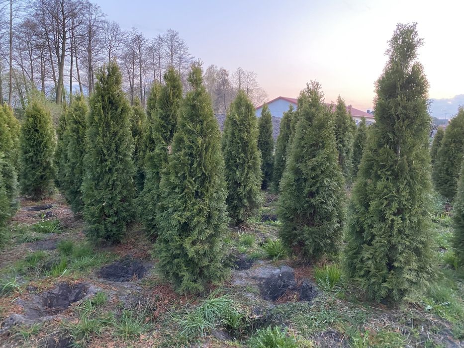 Tuja szmaragd 160-170cm na zywopłot smaragd