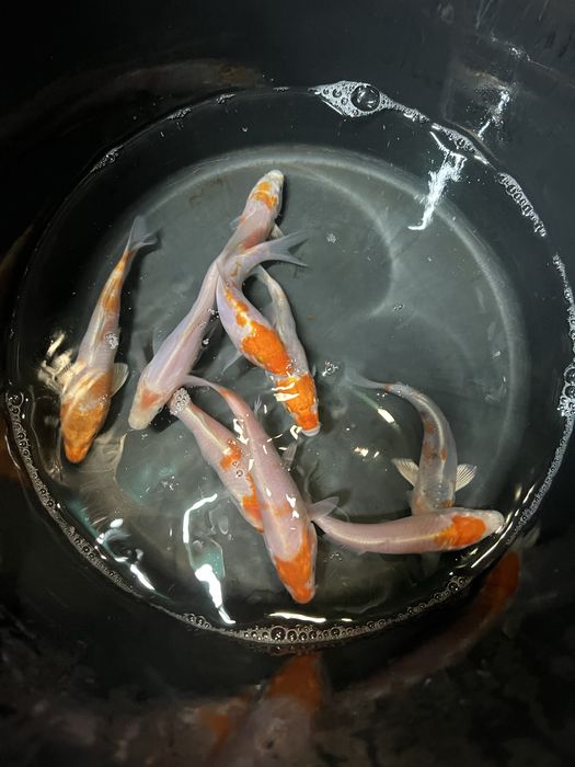 Karp koi karpie koi ryby do oczka stawu narybek