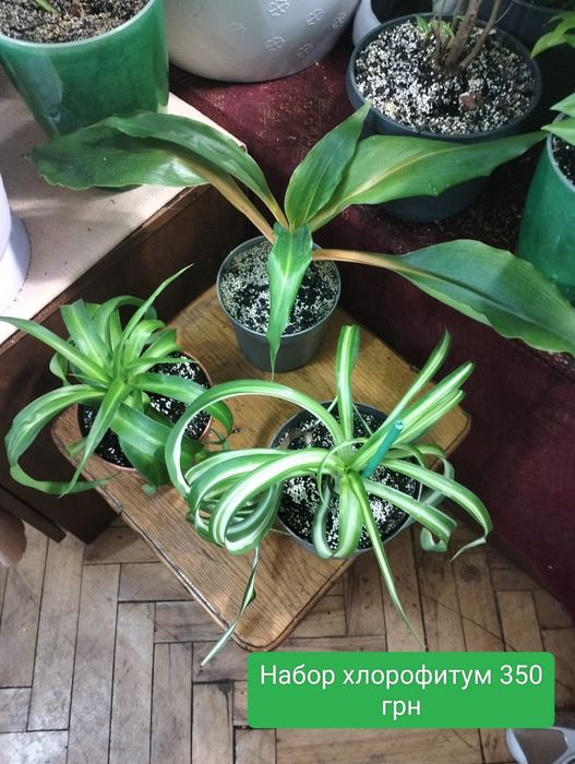 Платицериум. Хлорофитум. Папоротник