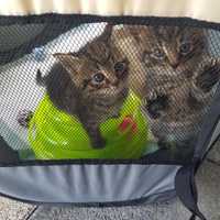 Malutkie kotki do adopcji