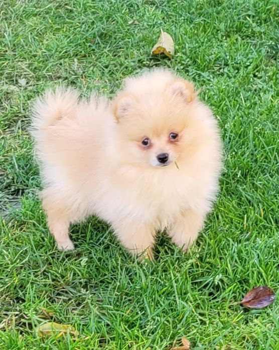 Szpic miniaturowy-dziewczynka