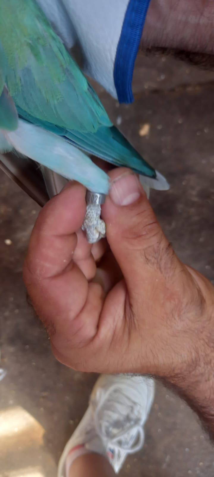 Casal de ring neck azul turquesa
