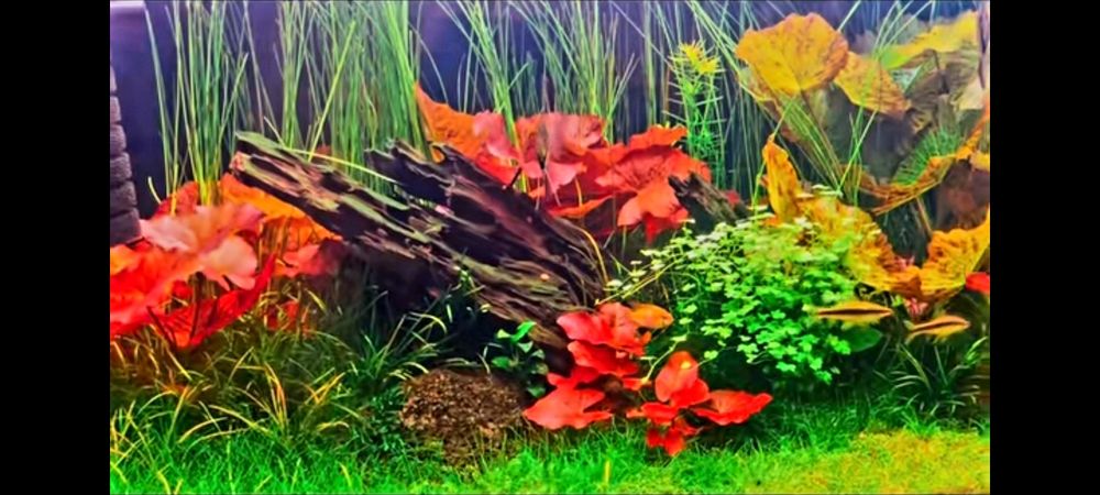 Красная и зелёная нимфея