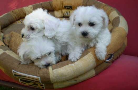 Uroczy maltańczyk piesek chłopiec Rodowód