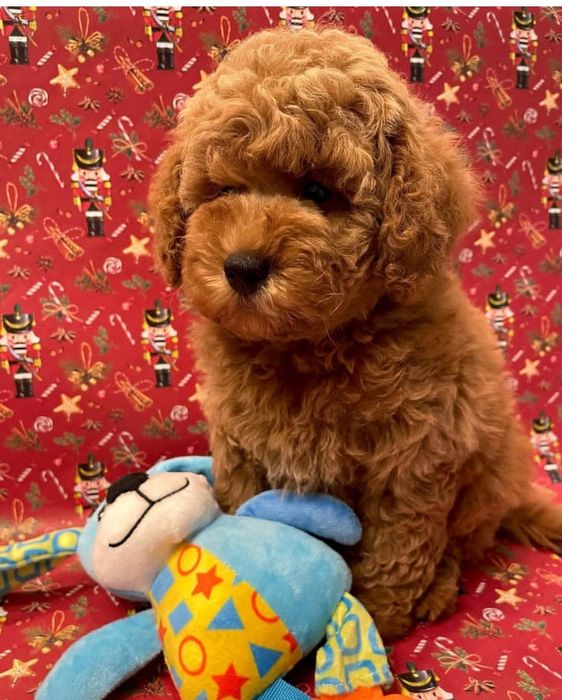 Малиш той пудель.Якість .