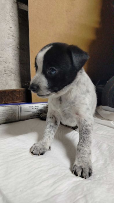 Szczeniaki mieszańce