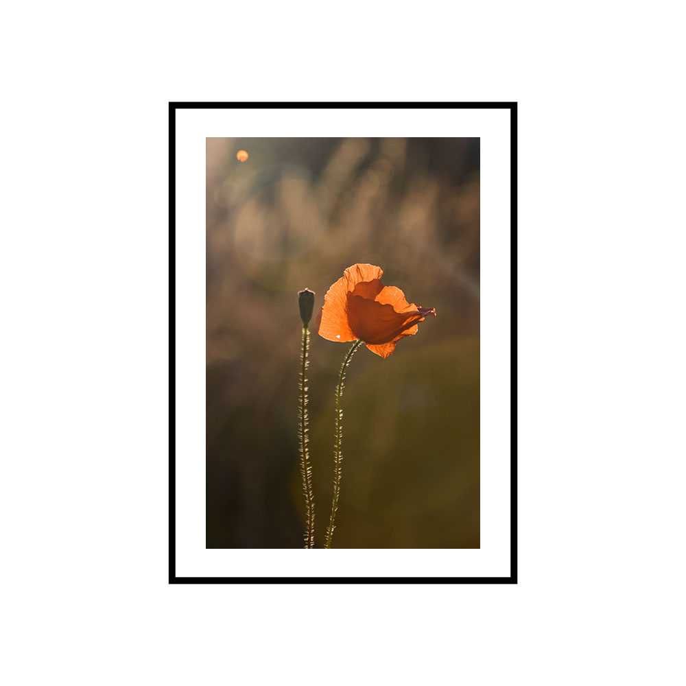 Plakat obraz zdjęcie format A3 30x40 cm białe kwity wiosna maki mak