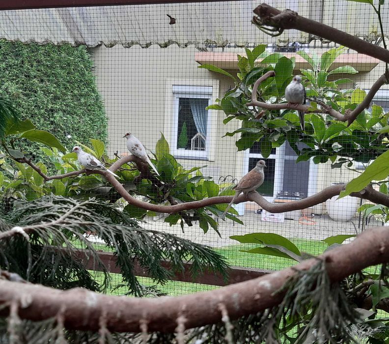 Gołąbki diamentowe szeki.