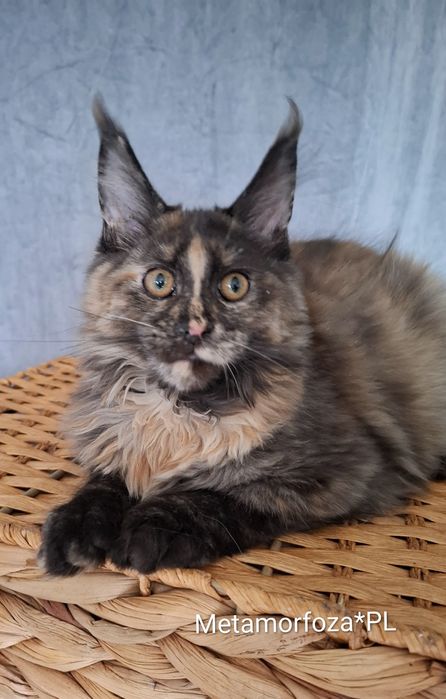 Kotka maine coon / ew. do hodowli