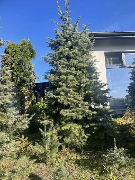 Choinki--Jodły Kaukaskie i Kalifornijskie ,Swierki duze -Poznań