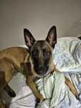 Owczarek belgijski Malinois