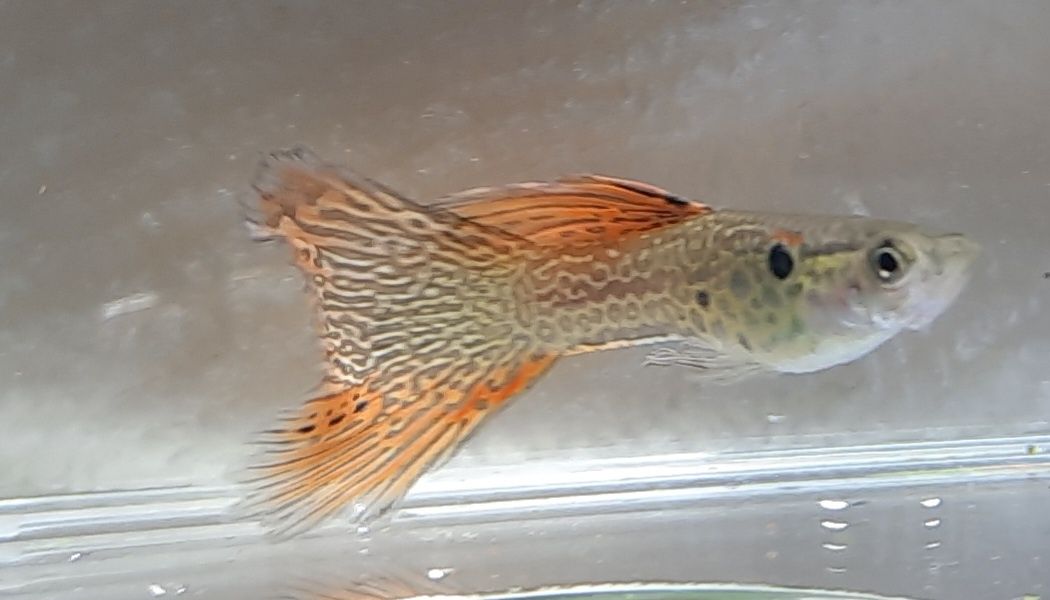 Casal Guppy red lace delta
