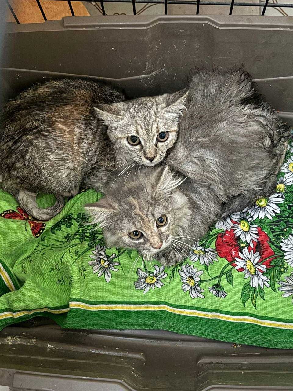 Кошеня котик кіт