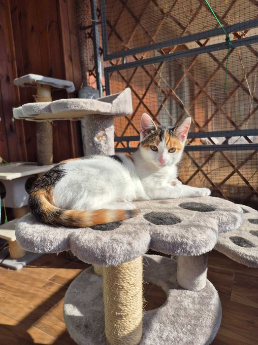 Jutrzenka czeka na dom