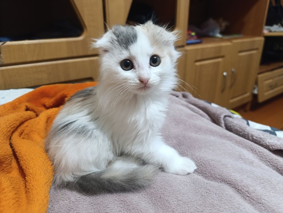 Котики в добрі руки