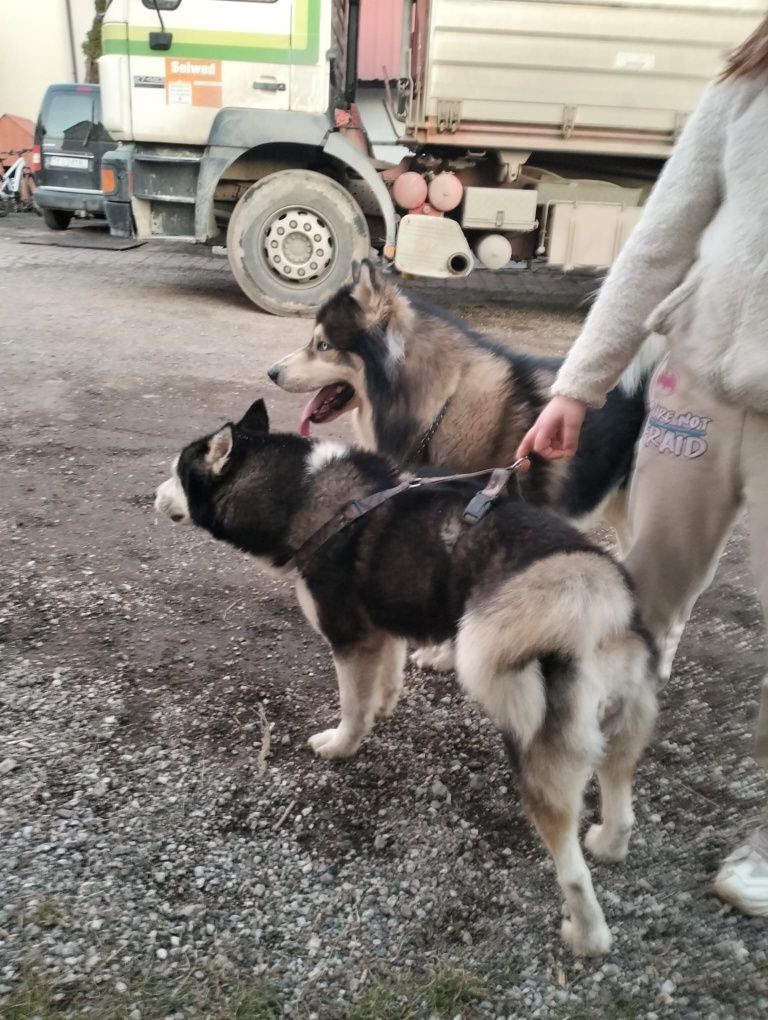 Szczeniaki rasy Husky