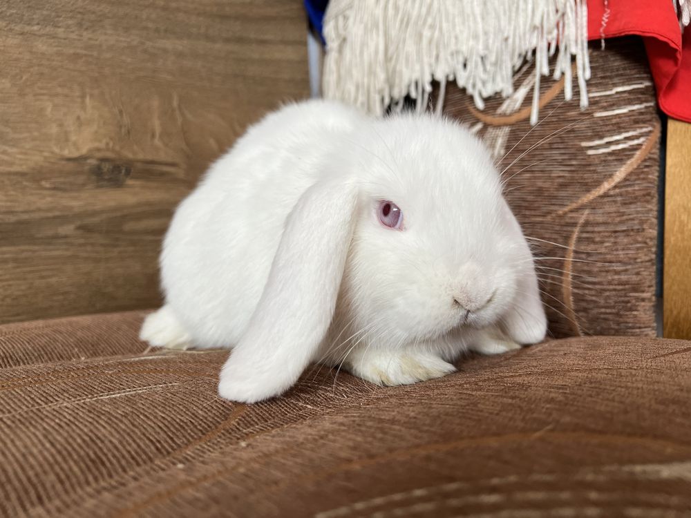 Sprzedam królika mini lop baranek karzełek kolorowe króliczki mini