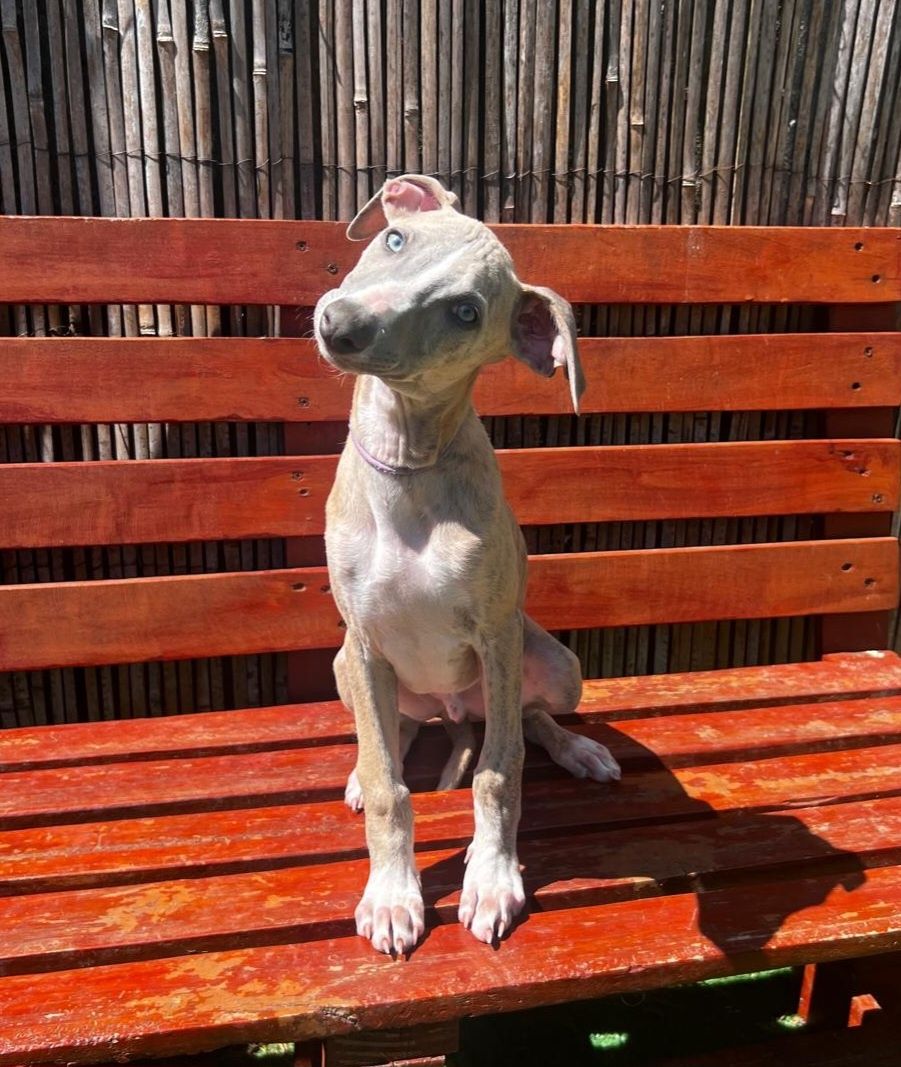 Whippet piesek FCI