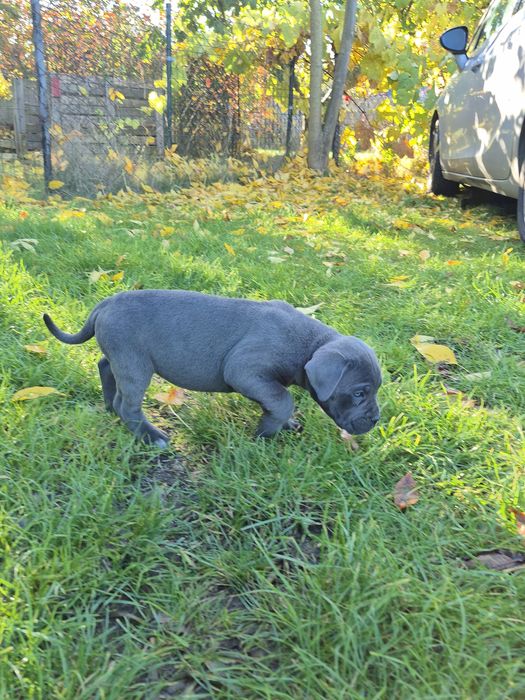 Niebieski Szczeniak Cane Corso szczeniaczek mocni rodzice, rodowód